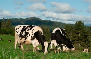 a cows in california_organic